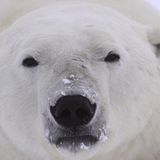 Tierschutz: Fotostrecke: Eisbären schützen - Bild 2