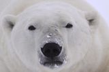 Tierschutz: Fotostrecke: Eisbären schützen - Bild 2
