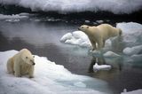 Tierschutz: Fotostrecke: Eisbären schützen - Bild 3