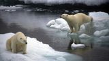 Tierschutz: Fotostrecke: Eisbären schützen - Bild 3