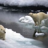 Tierschutz: Fotostrecke: Eisbären schützen - Bild 3