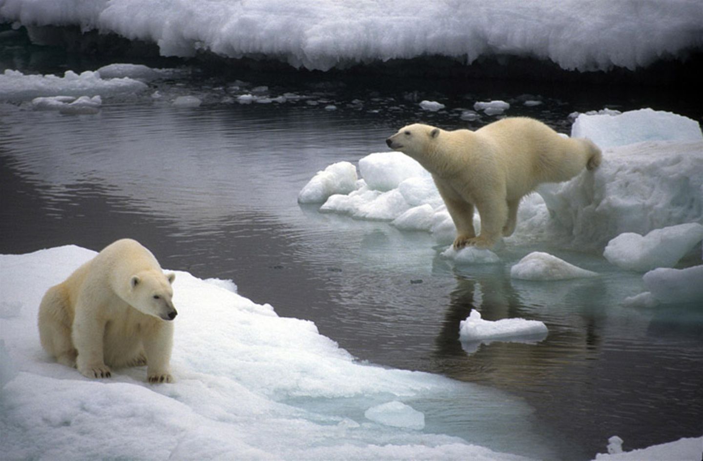Tierschutz: Fotostrecke: Eisbären schützen - Bild 3