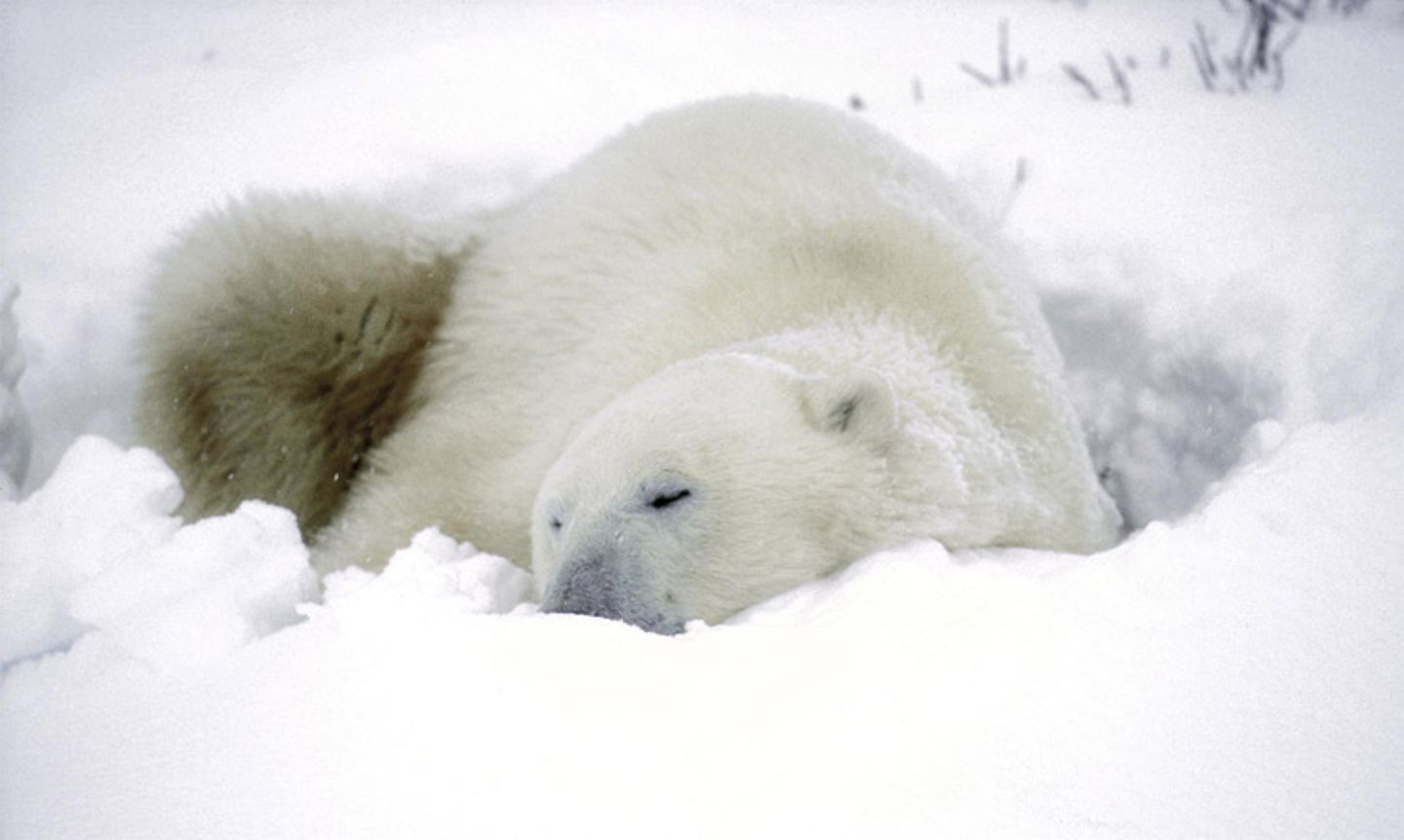 Tierschutz: Fotostrecke: Eisbären schützen - Bild 4
