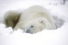 Tierschutz: Fotostrecke: Eisbären schützen - Bild 4