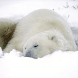 Tierschutz: Fotostrecke: Eisbären schützen - Bild 4