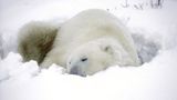 Tierschutz: Fotostrecke: Eisbären schützen - Bild 4