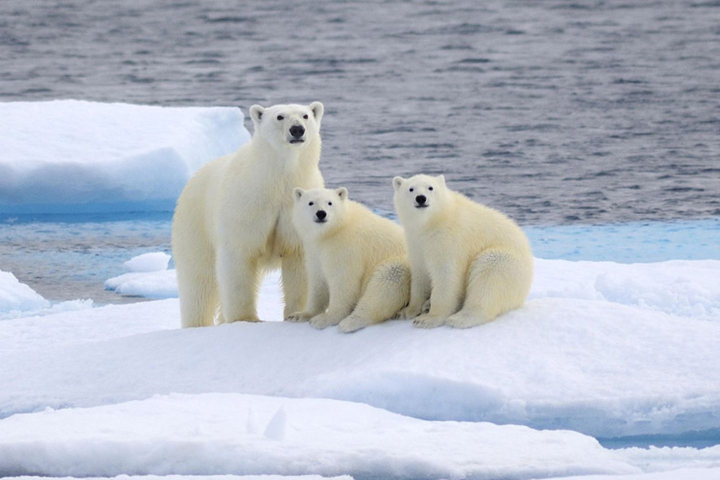 Tierschutz: Fotostrecke: Eisbären schützen - Bild 5