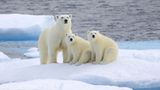 Tierschutz: Fotostrecke: Eisbären schützen - Bild 5