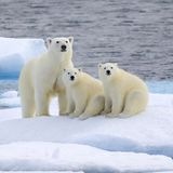 Tierschutz: Fotostrecke: Eisbären schützen - Bild 5