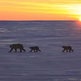 Tierschutz: Fotostrecke: Eisbären schützen - Bild 6