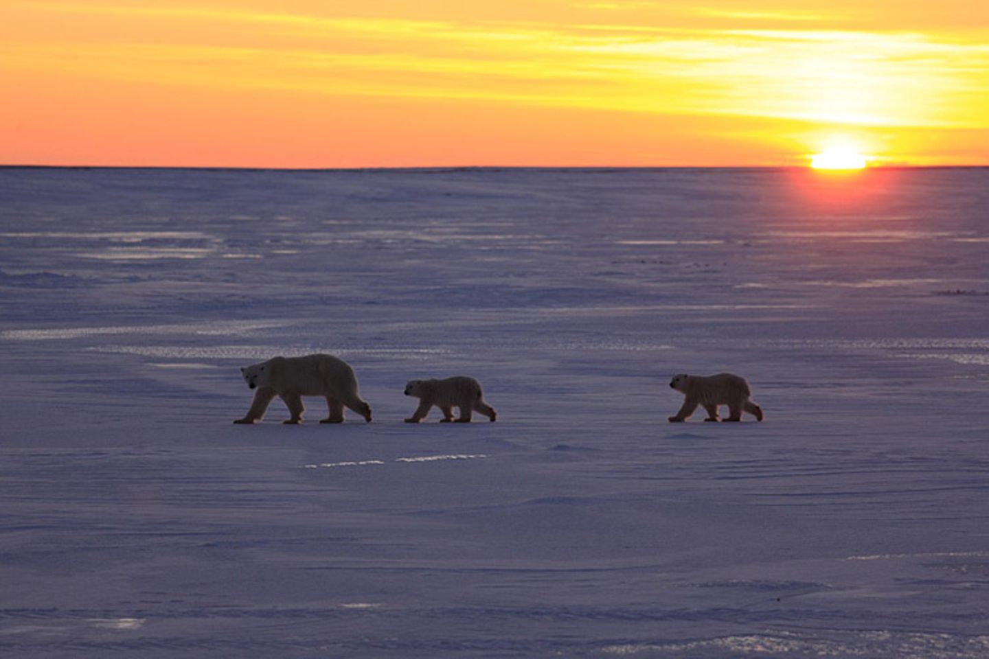 Tierschutz: Fotostrecke: Eisbären schützen - Bild 6