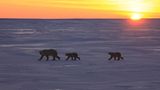 Tierschutz: Fotostrecke: Eisbären schützen - Bild 6