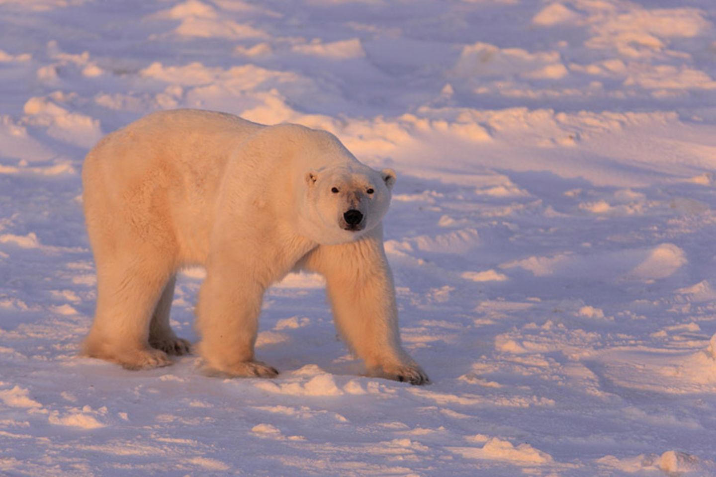 Tierschutz: Fotostrecke: Eisbären schützen - Bild 7