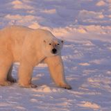 Tierschutz: Fotostrecke: Eisbären schützen - Bild 7