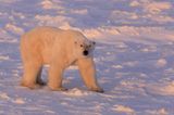 Tierschutz: Fotostrecke: Eisbären schützen - Bild 7