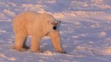 Tierschutz: Fotostrecke: Eisbären schützen - Bild 7