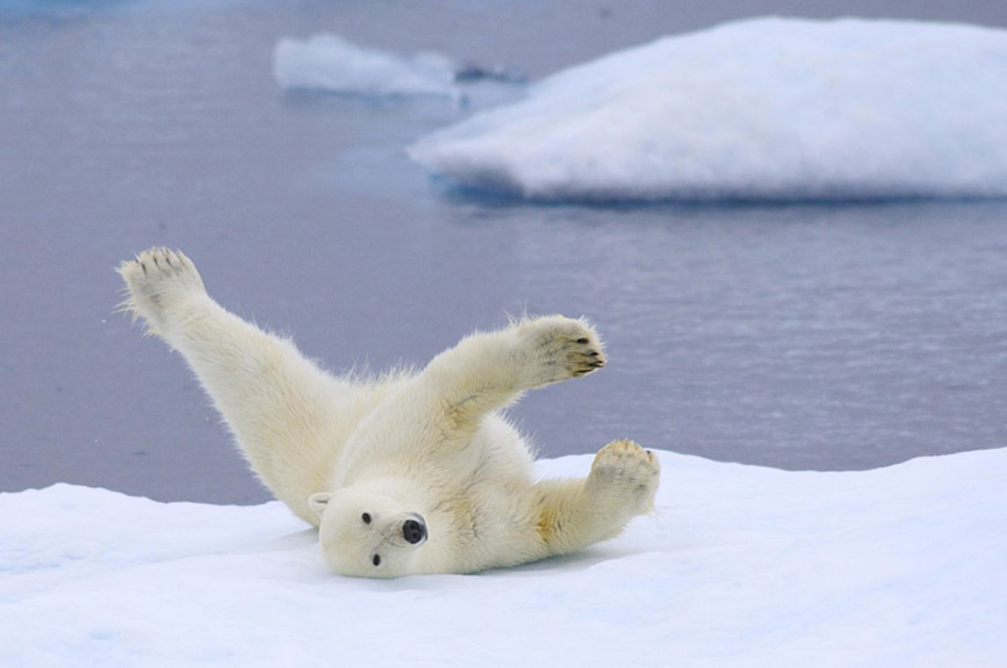 Tierschutz: Fotostrecke: Eisbären schützen - Bild 8