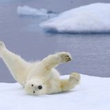 Tierschutz: Fotostrecke: Eisbären schützen - Bild 8