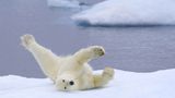 Tierschutz: Fotostrecke: Eisbären schützen - Bild 8