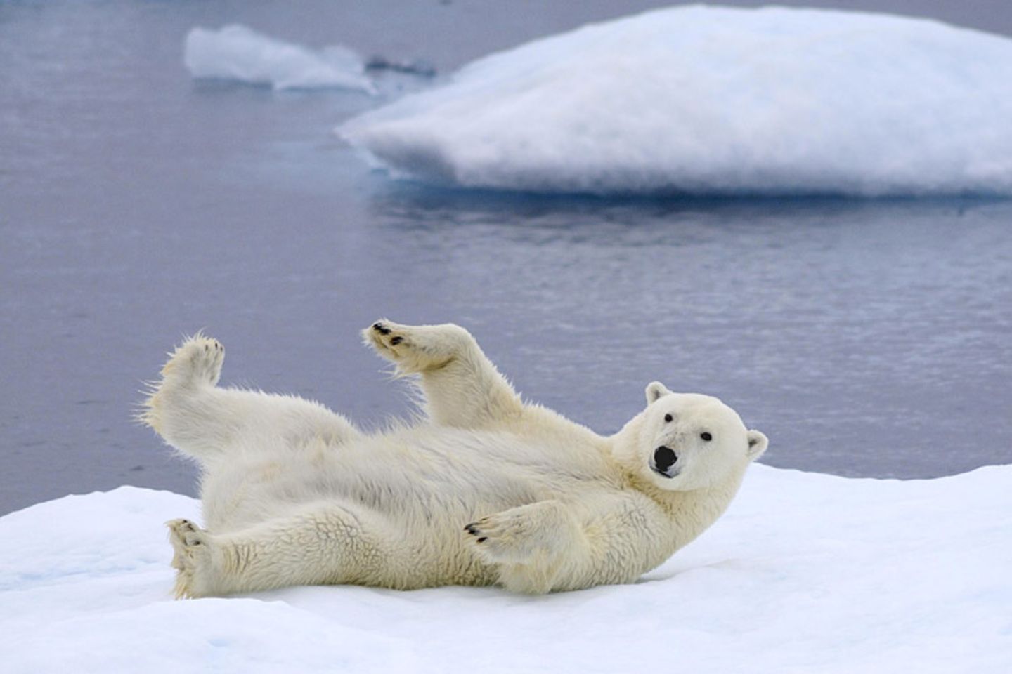 Tierschutz: Fotostrecke: Eisbären schützen - Bild 9
