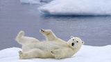 Tierschutz: Fotostrecke: Eisbären schützen - Bild 9