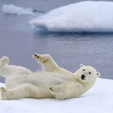 Tierschutz: Fotostrecke: Eisbären schützen - Bild 9