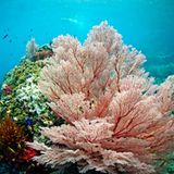 Rote Fächergorgonie