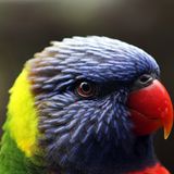 Allfarblori, Teneriffa