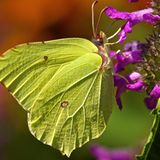 Zitronenfalter