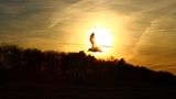 Vogel im Sonnenlicht