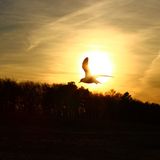 Vogel im Sonnenlicht