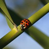 Marienkäfer