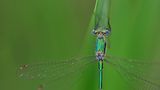 Libelle