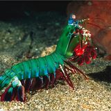 Bunter Fangschreckenkrebs