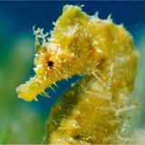 Kurzschnäuziges Seepferdchen