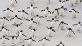 Felsenpinguine