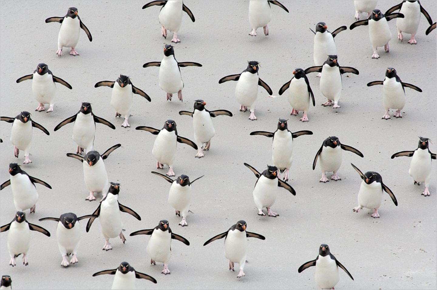Felsenpinguine