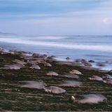 Oliv-Bastardschildkröten