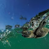 Oliv-Bastardschildkröte