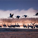 Aufziehender Morgennebel