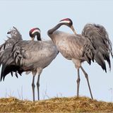 Gefiederpflege vor dem Tanz