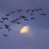 Abendeinflug mit Mond