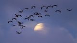 Abendeinflug mit Mond