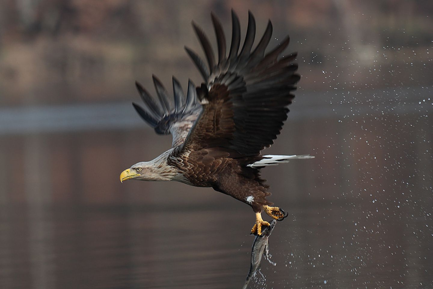 Seeadler