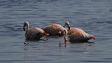 Flamingos