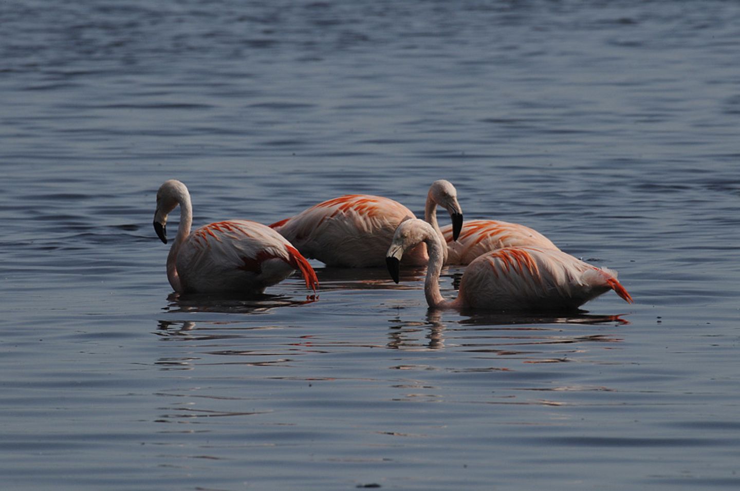 Flamingos