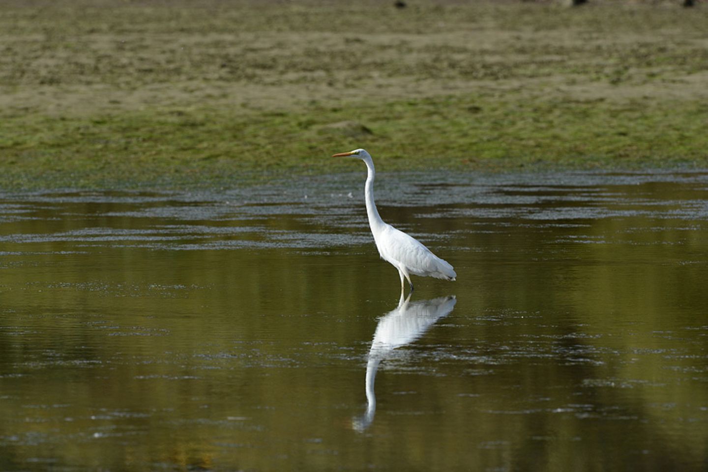 Silberreiher