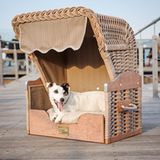 Ferienglück auf vier Pfoten