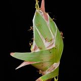 Australische Weberameisen