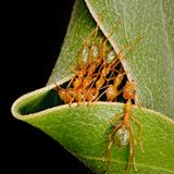 Australische Weberameisen